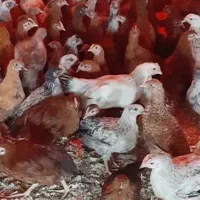 جوجه مرغ 2ماهه