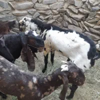 سبزه عکس دوم|گل و گیاه طبیعی|سراوان, |دیوار