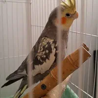 عروس هلندی|پرنده|نسیم‌شهر, |دیوار