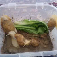 حلزون درمانی  طبی  تخم گزار