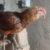 خروس گلین|حیوانات مزرعه|احمدآبادمستوفی, |دیوار