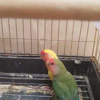 کوتوله برزیلی