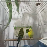 یک جفت مرغ عشق