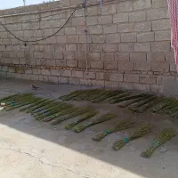 جارو دستی