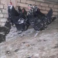 تخم مرغ گلین