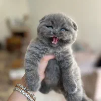 اسکاتیش فولد صورت خرسی کیفیت بینظیر