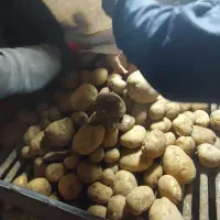 سیب زمینی بذری سانتا وارداتی