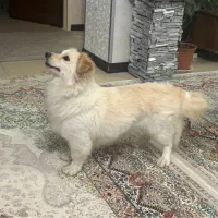 سگ پامرین اشپیتز