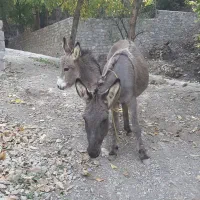 الاق با کره