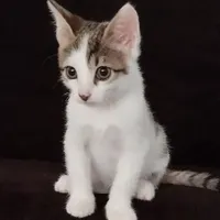 واگذاری رایگان بچه گربه