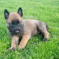 واگذاری توله ژرمن