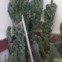 کاکتوس صخره ای ۳۰ ساله|گل و گیاه طبیعی|تهران, نازی‌آباد|دیوار