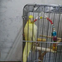 یک جفت عروس هلندی مولد اماده جفت تخم گذاشتن