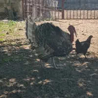 بوقلمون بالغ