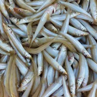 فروشگاه ماهی ناخداعباس (شهرک فرهنگیان)|خوردنی و آشامیدنی|شیراز, پشم شیشه|دیوار