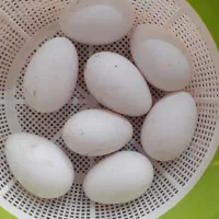 تخم بط (غوغاز)