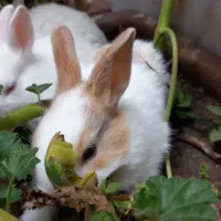 بچه خرگوش میکس خوش رنگ و چشم اشکی|موش و خرگوش|گرگان, |دیوار