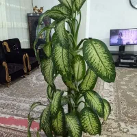 گل دیفن باخیا