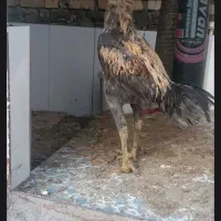 خرو س لاری