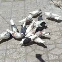 فروش کلوتر های گوناگون