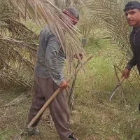 نهال پاجوش دمیت (نخل خرما