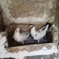 کبوتر|پرنده|دهدشت, |دیوار