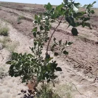 باغ پسته فروشی روستای شامکان