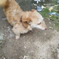 سگ پا کوتاه