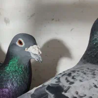 یه جفت پلاکی آنتیک