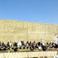 کبوتر|پرنده|اشتهارد, |دیوار