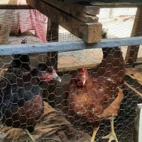 مرغ کاکلی ۴۰۰|حیوانات مزرعه|رشت, جانبازان|دیوار