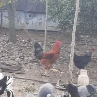 خروس محلی و گلین|حیوانات مزرعه|ساری, |دیوار