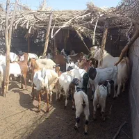 تعدادی گوسفند به فروش میرسد