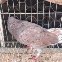 نروماده فروشی قیمتها فرق دارن|پرنده|اردکان, |دیوار