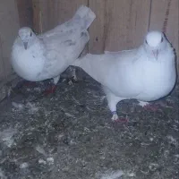 کفتر پرشی|پرنده|فومن, |دیوار