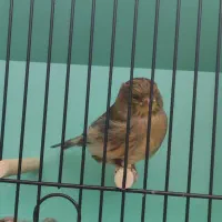 قناری گلاستر ماده