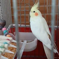 عروس هلندی لوتینو دستی|پرنده|شیراز, شریف‌آباد|دیوار