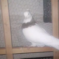 کبوتر طوقی ماده|پرنده|تهران, سعیدآباد|دیوار