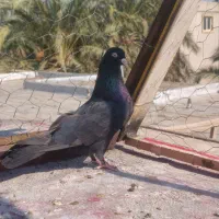 زاغ ماده بمی کلافه