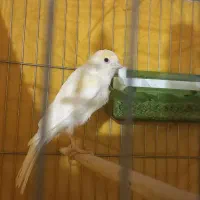 قناری نر بخون