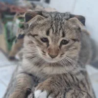 بچه گربه اسکاتیش