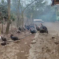 بوقلمون محلی ماده