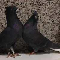 زاغ دم سفید نر و ماده