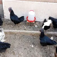 3عدد خروس تمام سیاه نژاد دار از ناخن پاش تا کاکلش|حیوانات مزرعه|محمدیه-قزوین, |دیوار
