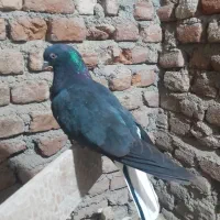 کبوتر دم سفید ماده