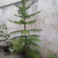 کاج مطبق