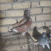 کفتر شهرستان