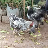 مرغ مادر با جوجه