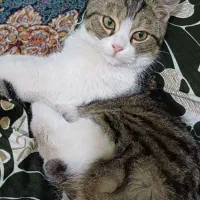 واگذاری رایگان گربه نر یک ساله