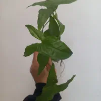 همه قلمه هاباهم فقط۱۰۰|حراج|مشهد, شهرک امام هادی (شهرک غرب)|دیوار